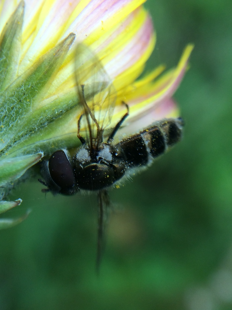 Sedgesitters from Santa Clara County, CA, USA on April 16, 2017 at 11