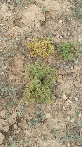 Dwarf meadow rue (Thalictrum isopyroides)