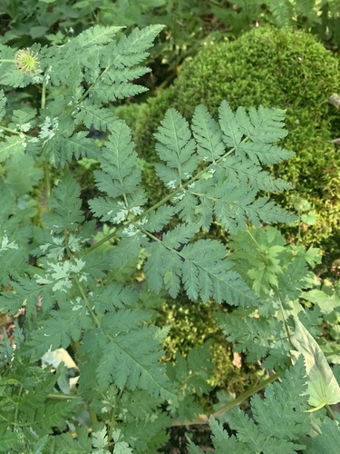 Myrrhis odorata, photograph 5