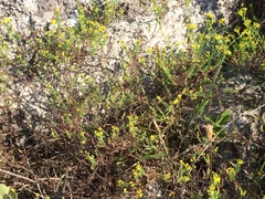 Hypericum myrianthum