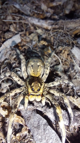 Lycosa oculata