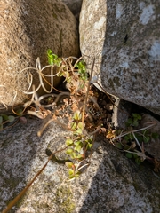Epilobium brunnescens, photograph (c) betony13, some rights reserved (CC BY)