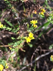 Hypericum myrianthum