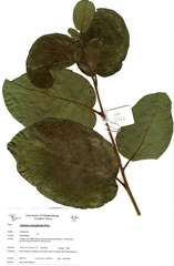 Annona senegalensis
