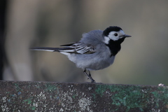 Motacilla alba