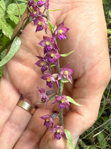 Dark-red Helleborine