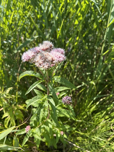 hemp agrimony
