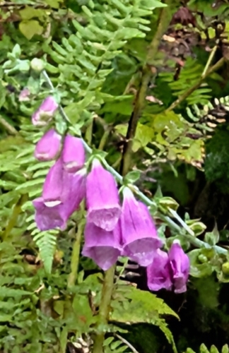purple foxglove