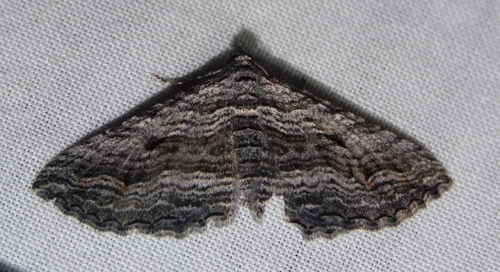 Finely-lined Carpet