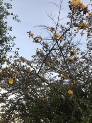 Fremontodendron