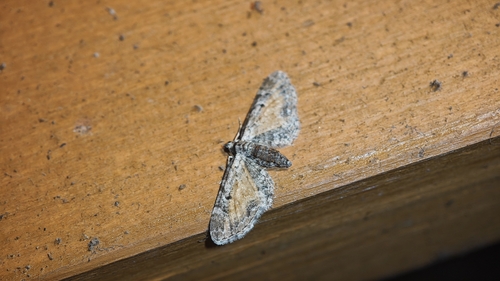 Tawny Speckled Pug