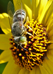 Bembix americana comata