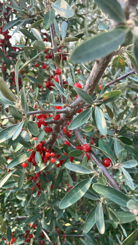 silver buffaloberry