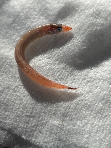 Wandering sand lance (Ammodytoides vagus) — Ammodytidae — 3
