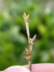 Carex interior