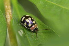 Alagoasa trifasciata