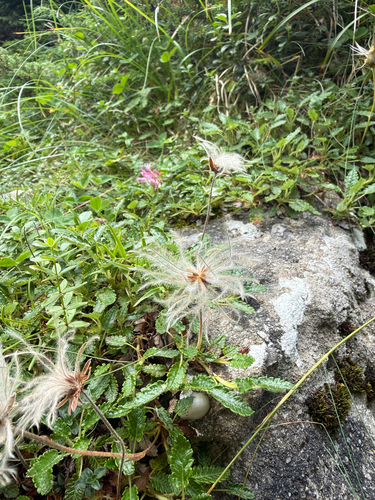 Eight-petal Mountain-Avens