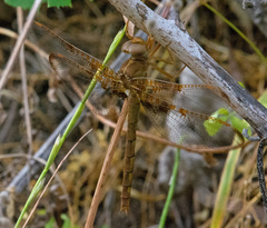 Neurocordulia xanthosoma