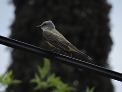 Tyrannus melancholicus