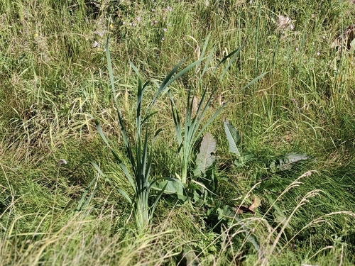 broadleaf cattail