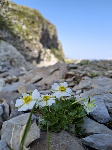 Ranunculus alpestris, photograph 5