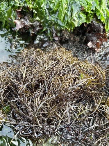 Chondracanthus canaliculatus observed 2026-08-14