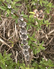Ocimum americanum