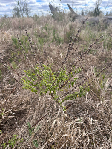 Ocimum americanum, photograph 2