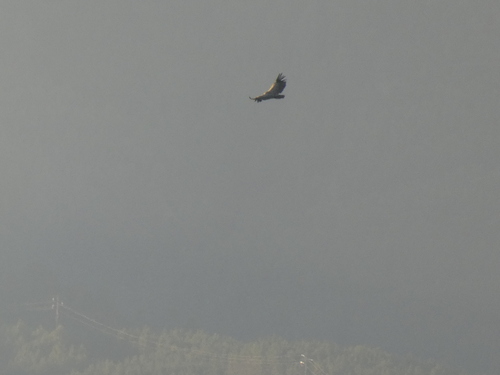 Eurasian Griffon