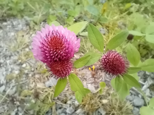 Red Clover