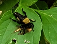 Laphria macquarti