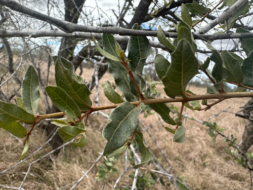 Combretum imberbe