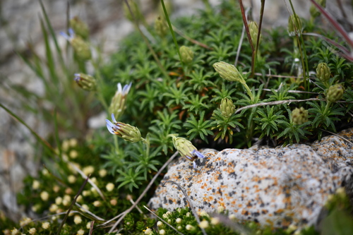 Perezia recurvata