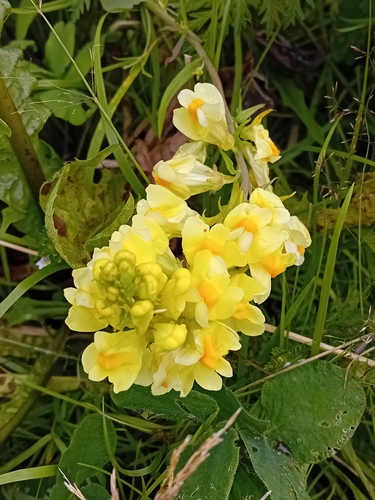 common toadflax