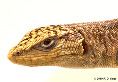 Liolaemus petrophilus