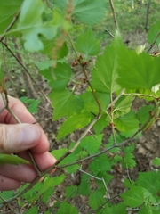 Crataegus marshallii