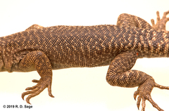 Liolaemus petrophilus