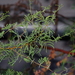 Acacia farnesiana
