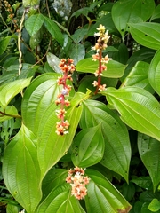Miconia nervosa