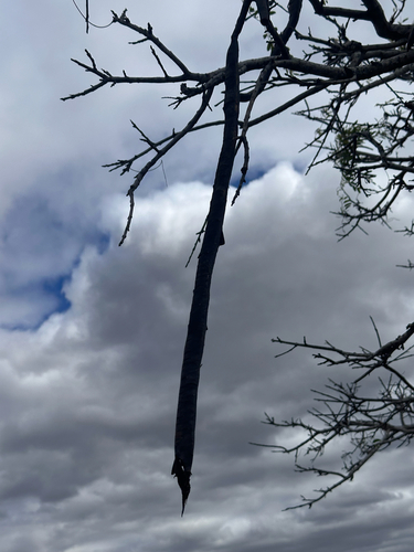 Cassia abbreviata, photograph 4