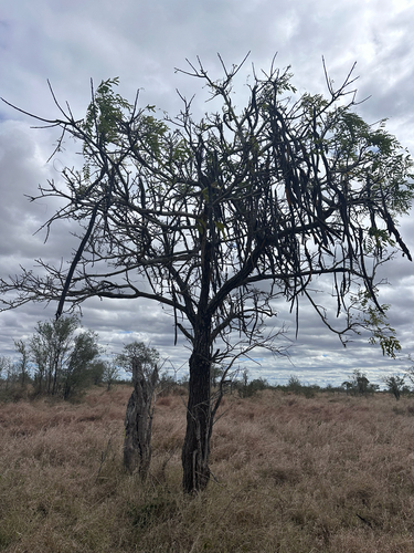 Cassia abbreviata, photograph 3
