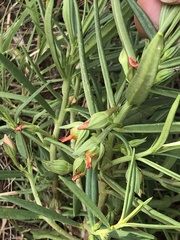 Talinum aurantiacum