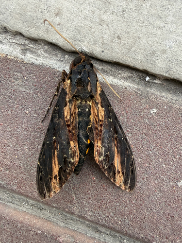 Neococytius cluentius
