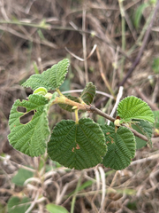 Grewia villosa, photograph (c) Christine Laney, some rights reserved (CC BY)