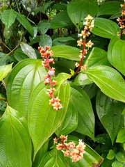 Miconia nervosa