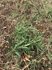 Talinum aurantiacum