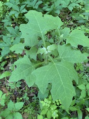 Smallanthus uvedalia
