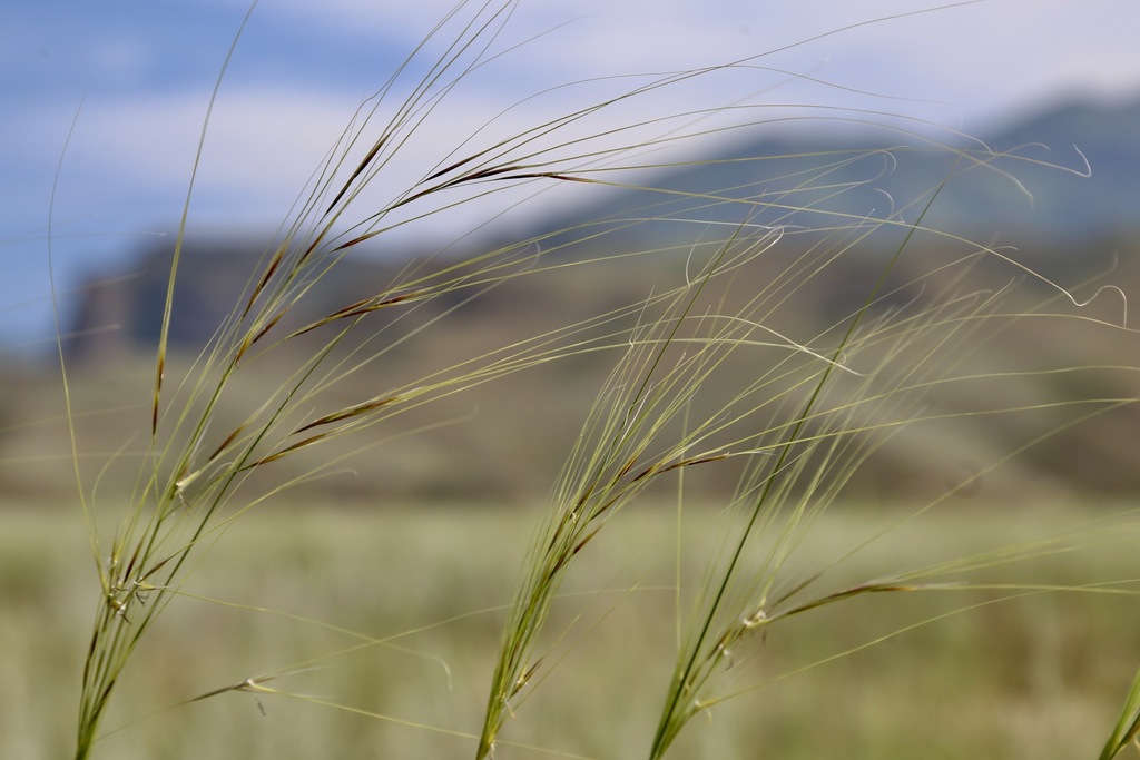 Dwarf Feather Grass