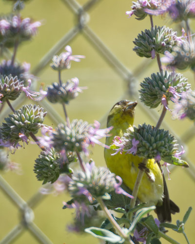 Lesser Goldfinch, Golden Gate Park, San Francisco, CA, USA, photo 8 of 10