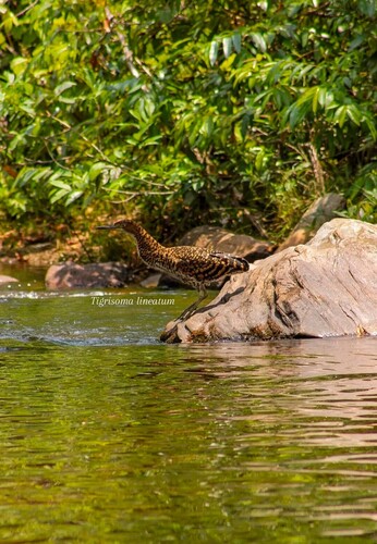 Rufescent Tiger-Heron